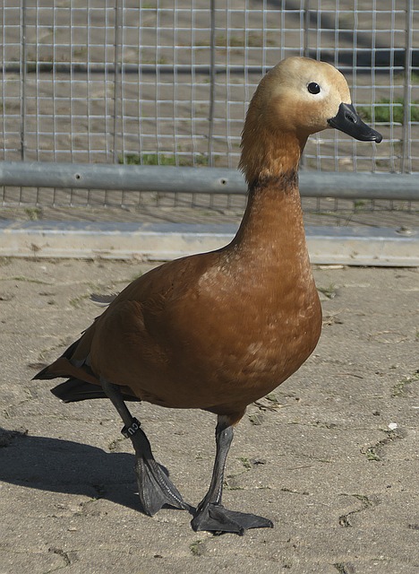 鲁德